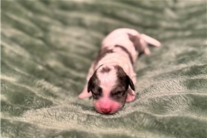 Anya - Double Doodle for sale