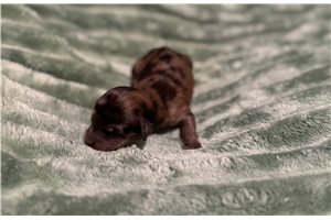 Alissa - Double Doodle for sale