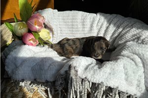 Alissa - Double Doodle for sale