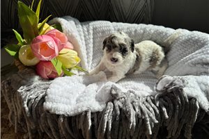 Anya - Double Doodle for sale