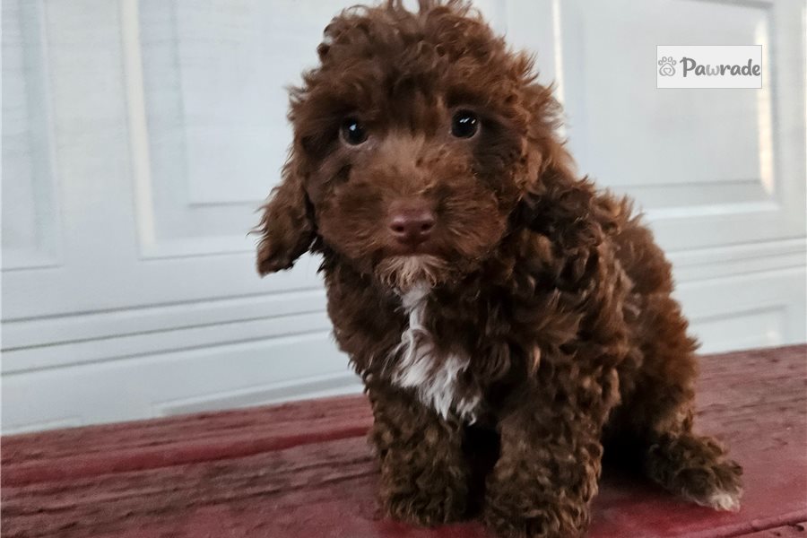 Isabella - Toy Poodle for sale