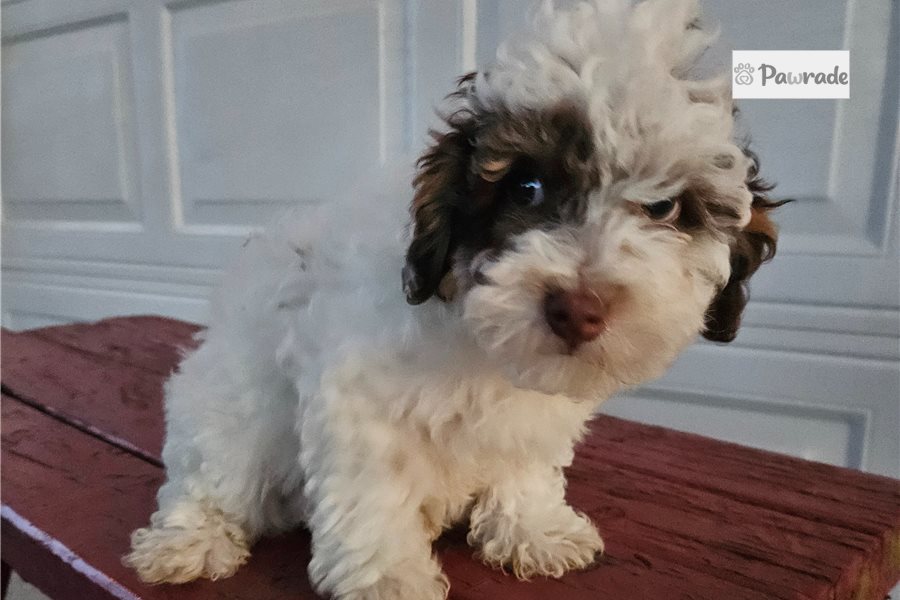 Iago - Toy Poodle for sale