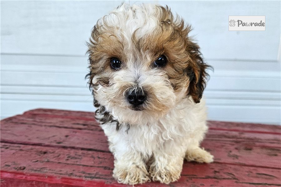 Isaiah - Toy Poodle for sale