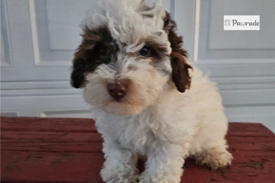 Iago - Toy Poodle for sale