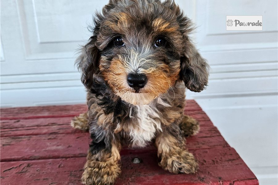 Irene - Toy Poodle for sale