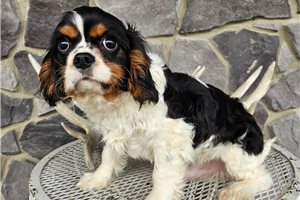 Barry - Cavalier King Charles Spaniel for sale