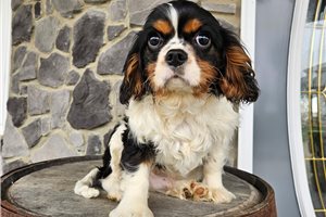 Barry - Cavalier King Charles Spaniel for sale