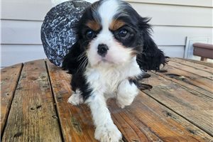 Drue - Cavalier King Charles Spaniel for sale