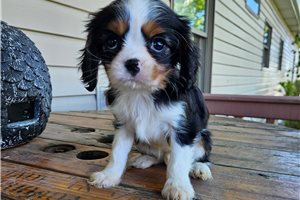 Dora - Cavalier King Charles Spaniel for sale