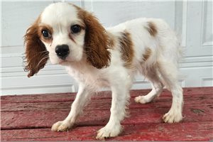 Seamus - Cavalier King Charles Spaniel for sale