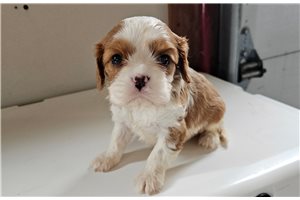 Poppy - Cavalier King Charles Spaniel for sale