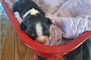 Paige - puppy for sale