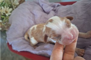 Paisley - puppy for sale