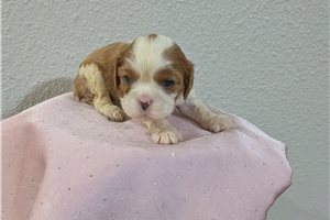 Paisley - Cavalier King Charles Spaniel for sale