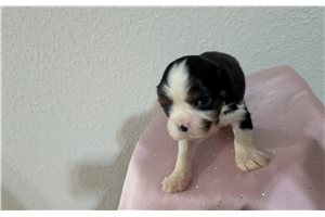 Paige - Cavalier King Charles Spaniel for sale