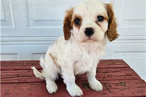 Seamus - Cavalier King Charles Spaniel for sale