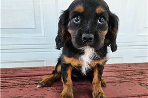 Stella - Cavalier King Charles Spaniel for sale