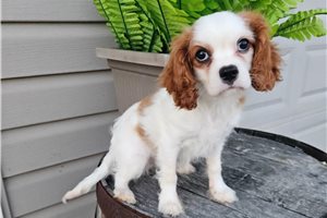 Seamus - Cavalier King Charles Spaniel for sale