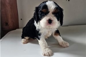 Drue - puppy for sale