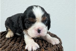 Pixie - Cavalier King Charles Spaniel for sale