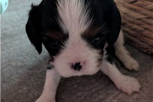 Pamela - Cavalier King Charles Spaniel for sale