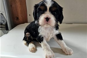 Paige - Cavalier King Charles Spaniel for sale