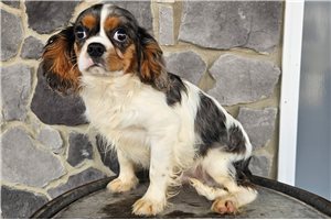 Bart - Cavalier King Charles Spaniel for sale