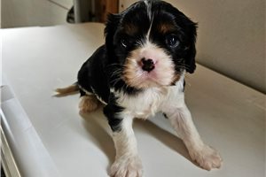 Della - puppy for sale