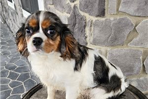 Bart - Cavalier King Charles Spaniel for sale