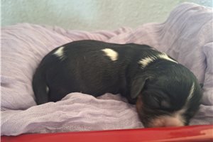 Pudding - puppy for sale