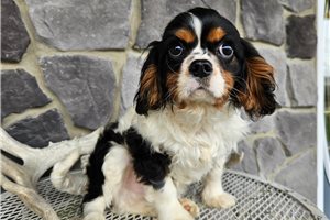Barry - Cavalier King Charles Spaniel for sale