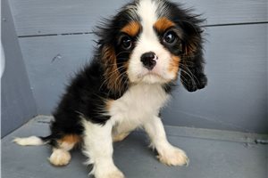 Dora - puppy for sale