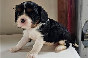 Pudding - Cavalier King Charles Spaniel for sale