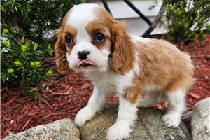 Destiny - Cavalier King Charles Spaniel for sale