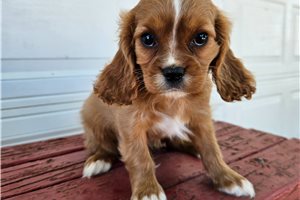 Sonya - Cavalier King Charles Spaniel for sale