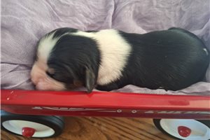Pixie - Cavalier King Charles Spaniel for sale