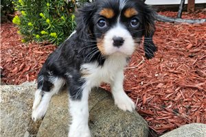 Della - Cavalier King Charles Spaniel for sale