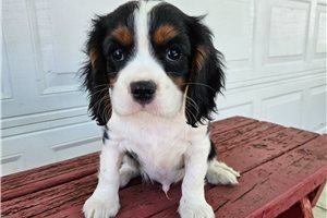 Stefan - Cavalier King Charles Spaniel for sale