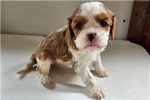 Destiny - puppy for sale