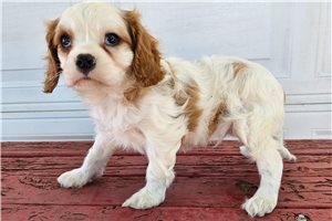 Seamus - Cavalier King Charles Spaniel for sale