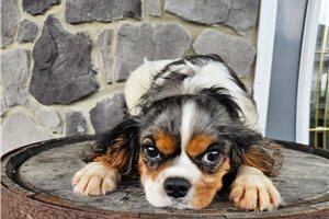 Bart - Cavalier King Charles Spaniel for sale