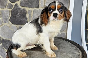 Bart - Cavalier King Charles Spaniel for sale