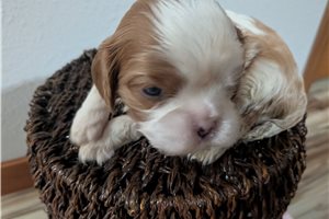 Poppy - Cavalier King Charles Spaniel for sale