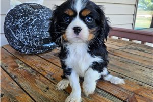 Dawn - Cavalier King Charles Spaniel for sale
