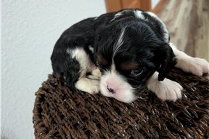 Pudding - Cavalier King Charles Spaniel for sale