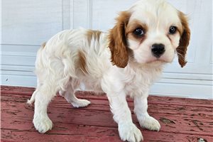 Seamus - Cavalier King Charles Spaniel for sale