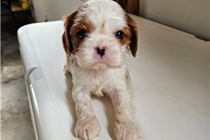 Dasha - puppy for sale