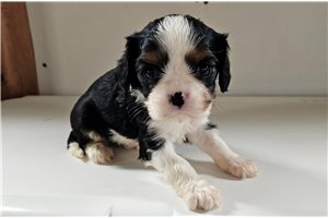 Dora - puppy for sale