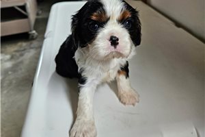 Pixie - Cavalier King Charles Spaniel for sale