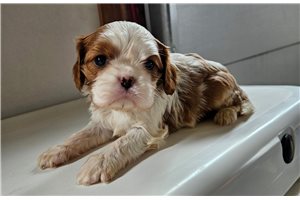 Paisley - Cavalier King Charles Spaniel for sale